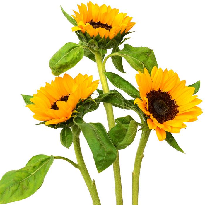Sunflowers Medium - BloomsyShop.com
