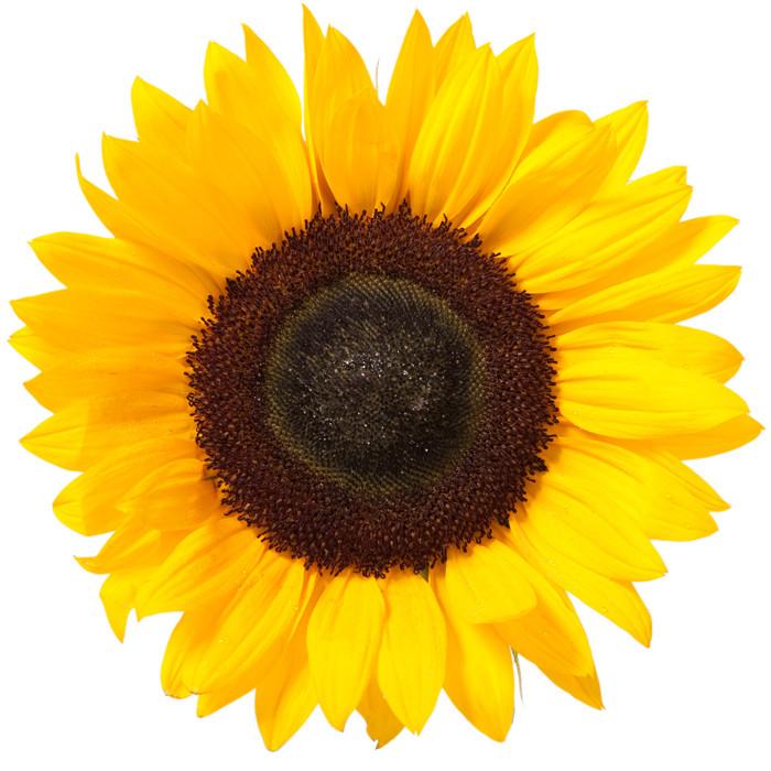 Sunflowers Medium - BloomsyShop.com