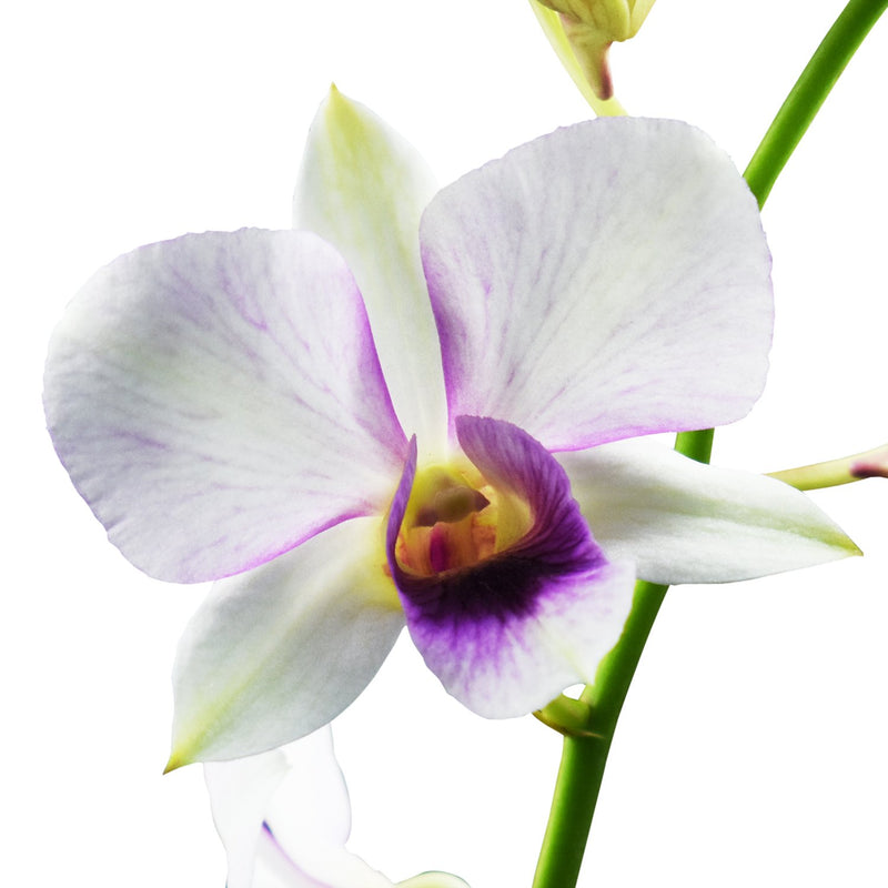 Dendrobium Orchids Triple Pink