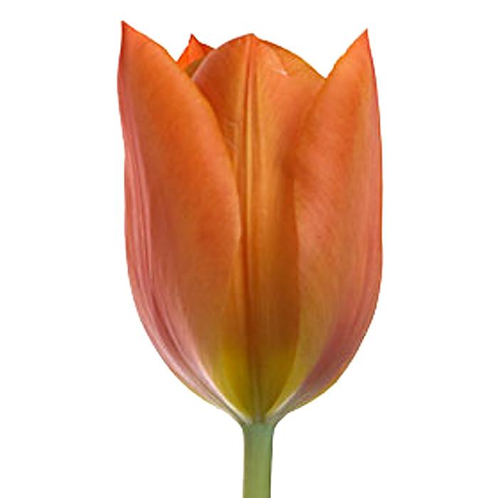 Orange Tulip - BloomsyShop.com