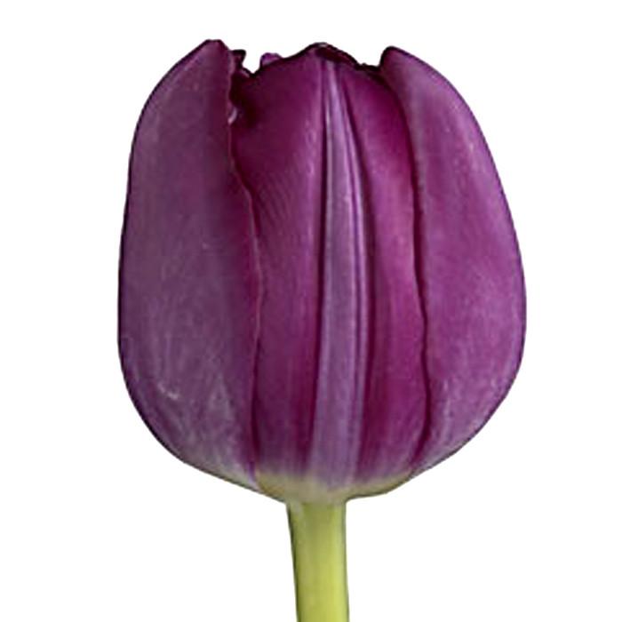 Purple Tulip - BloomsyShop.com