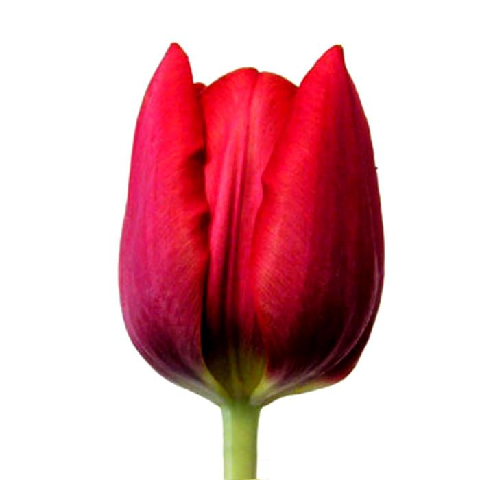 Red Tulip - BloomsyShop.com
