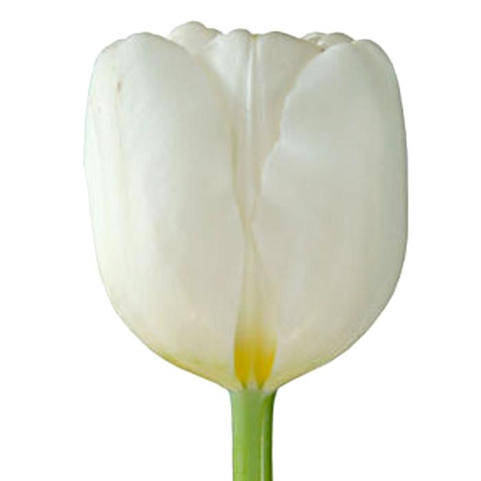 White Tulip - BloomsyShop.com