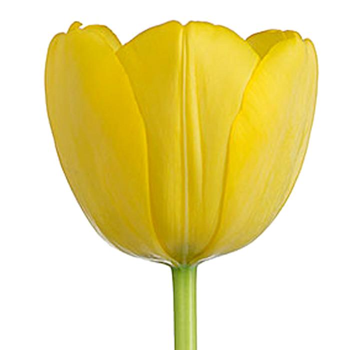 Yellow Tulip - BloomsyShop.com