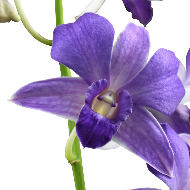 Dendrobium Orchids Violet
